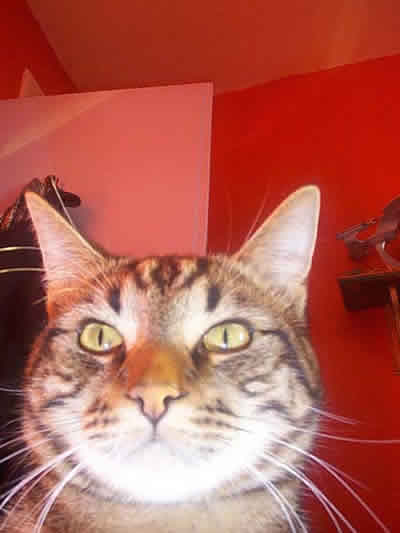 Fergus the tabby cat checks out the camera